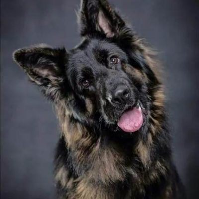 Diamant tavla Schäfer valp hund 40x50cm fyrkant